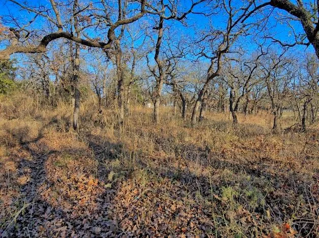 a view of a yard with a tree