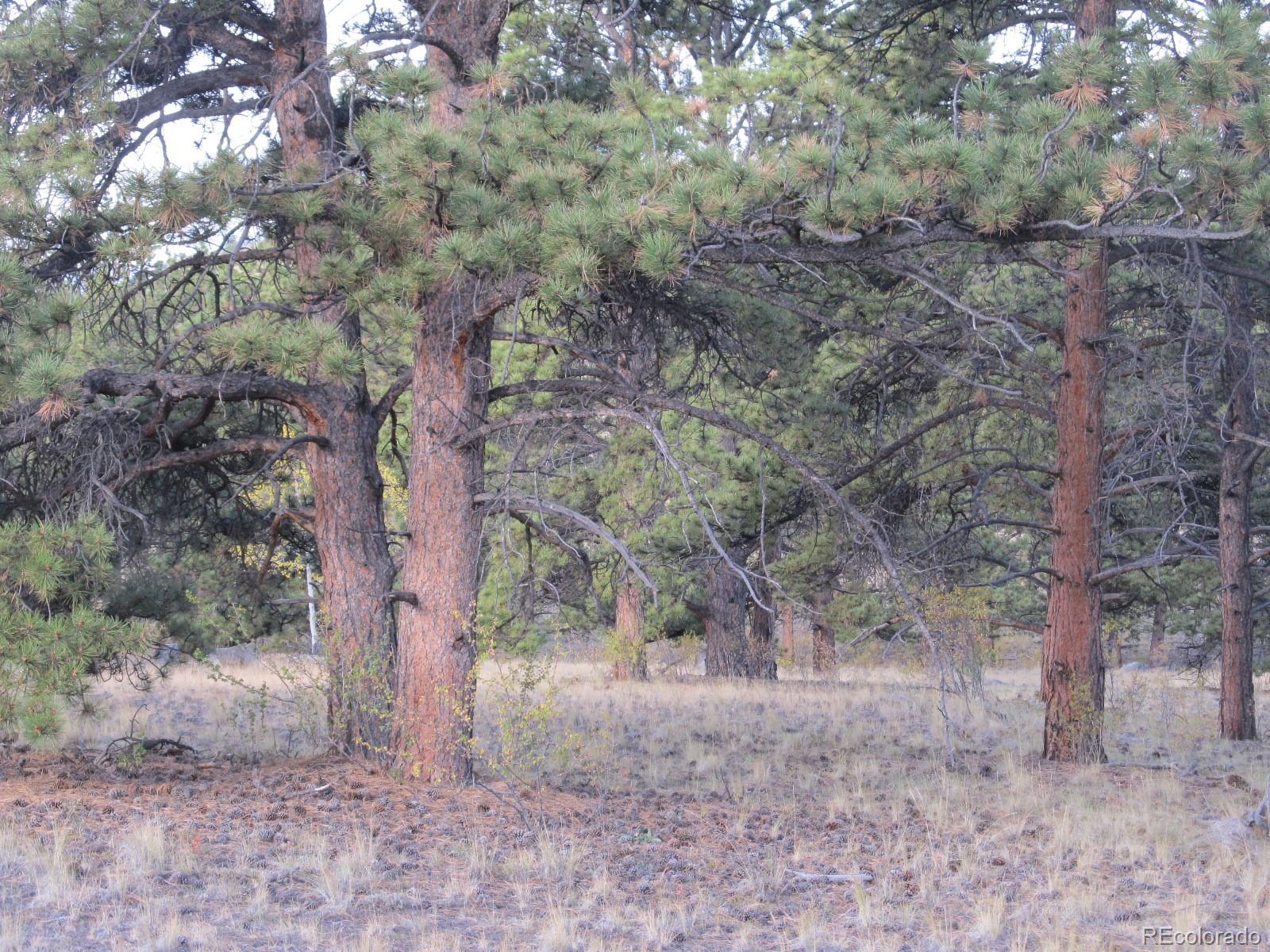 7223 Boulder Road Lake George, CO 80827 - Photo 11 of 17 a view of a forest