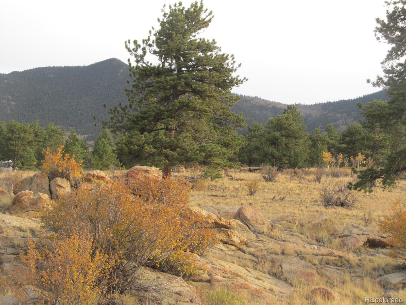 7223 Boulder Road Lake George, CO 80827 - Photo 3 of 17 a view of a yard with a tree