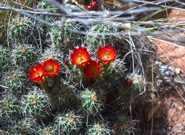 213 South 975 West, Unit 4 Torrey, UT 84775 - Photo 26 of 34 Blooming cactus