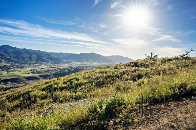 a view of a yard with an trees and plants