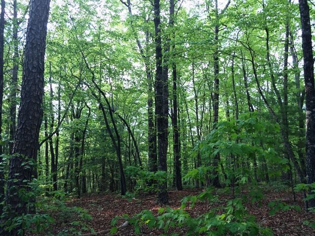 0 Walnut Tree Road Mountain Rest, SC 29664 - Photo 1 of 9 Gallery Image 1