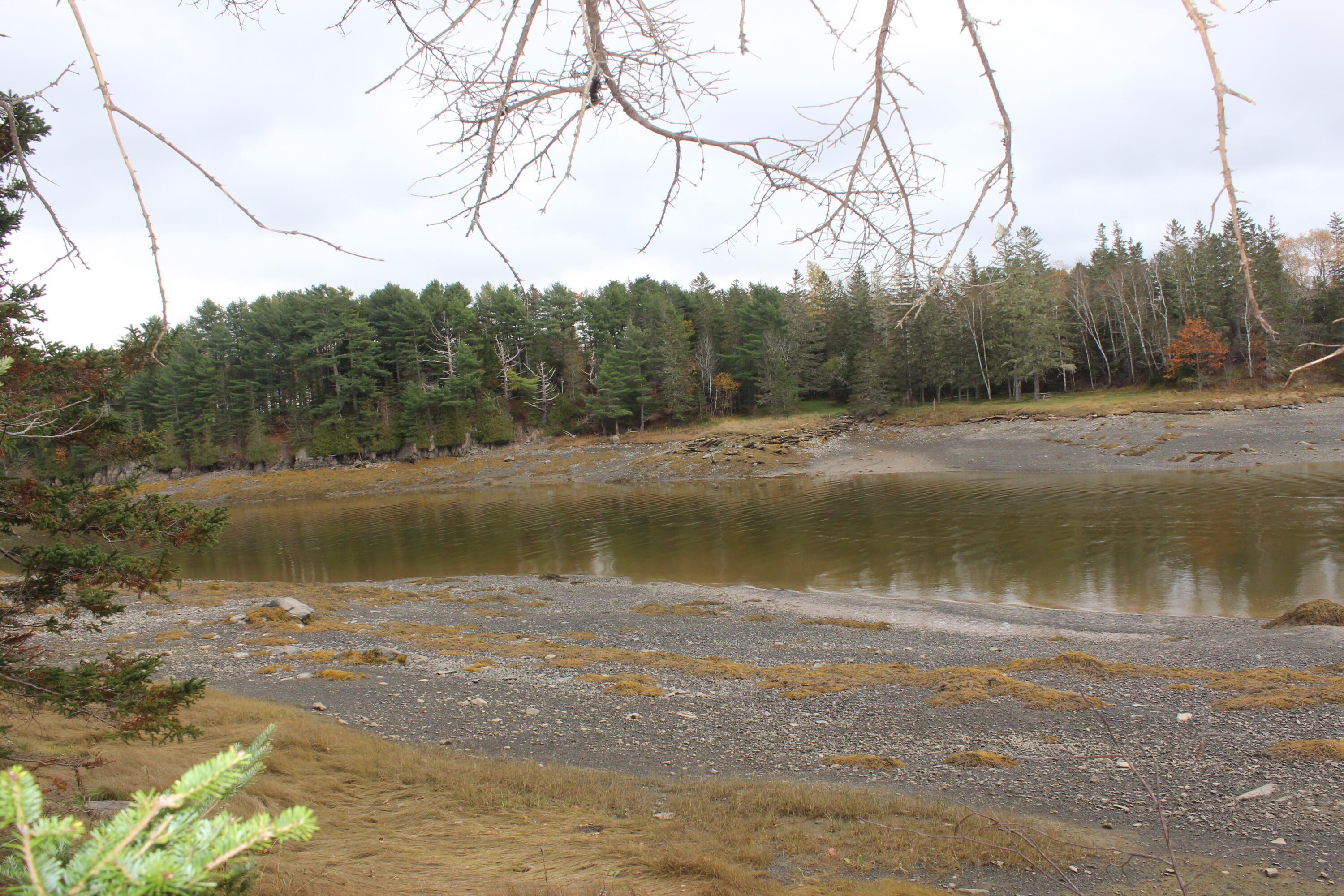 Lot #5 Hardy Point Road Pembroke, ME 04666 - Photo 10 of 19 IMG_3286