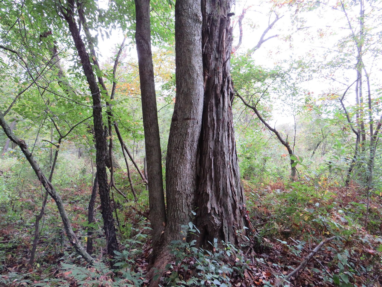 Vl Mcclure Road Eaton Rapids, MI 48827 - Photo 22 of 72