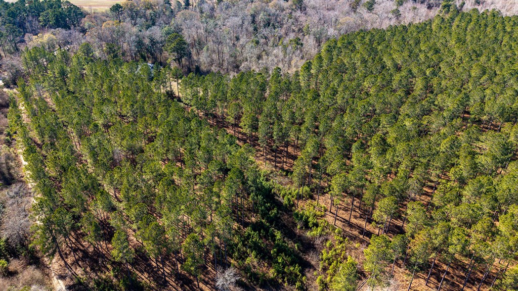 0 Bruner Pond Road Ashford, AL 36312 - Photo 16 of 30