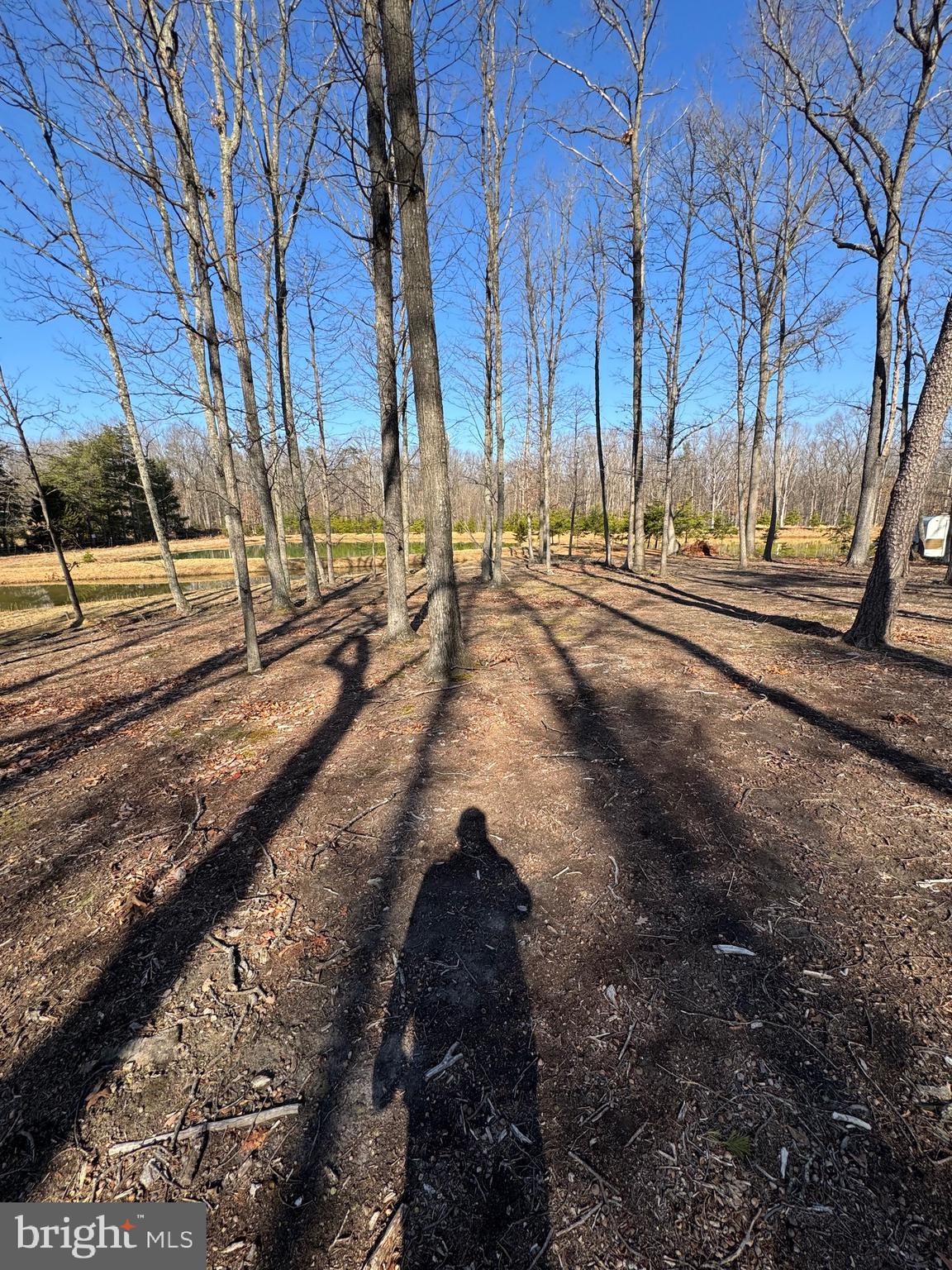 362 Oak Hill Road Moorefield, WV 26836 - Photo 102 of 132 a view of a yard with trees on a road