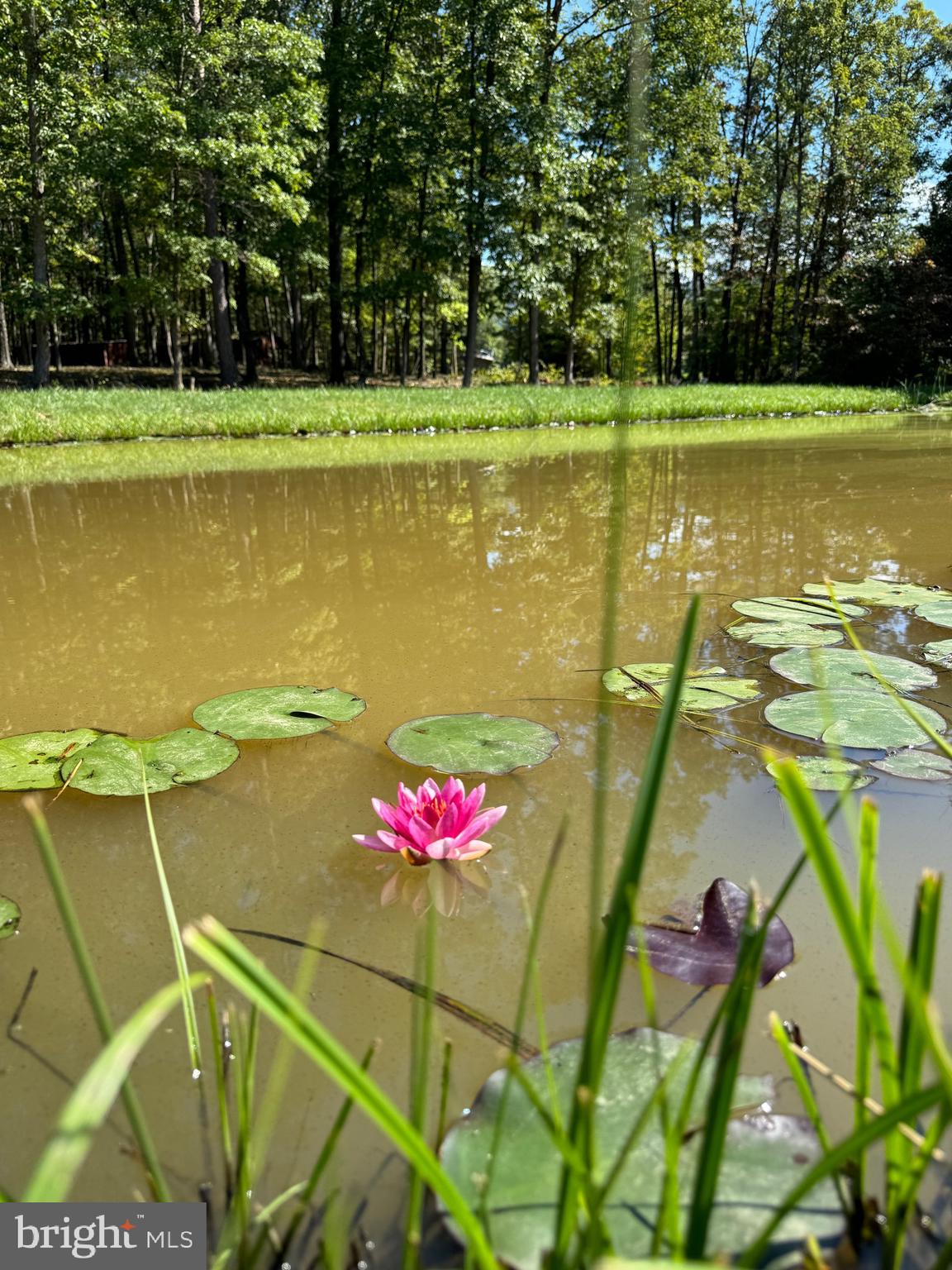 362 Oak Hill Road Moorefield, WV 26836 - Photo 47 of 132 a view of a swimming pool with a lake view and a trees