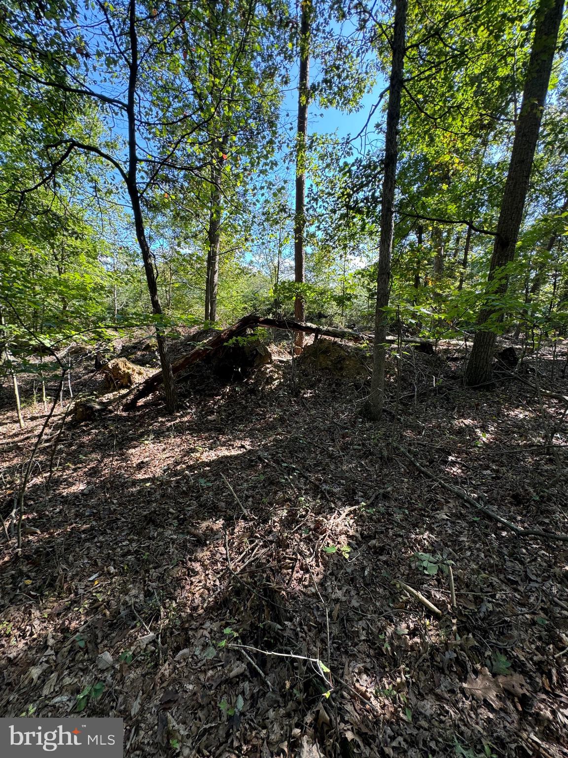362 Oak Hill Road Moorefield, WV 26836 - Photo 48 of 132 a view of a forest that has large trees