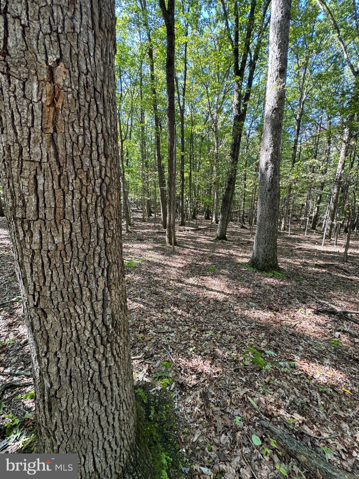 362 Oak Hill Road Moorefield, WV 26836 - Photo 56 of 132
