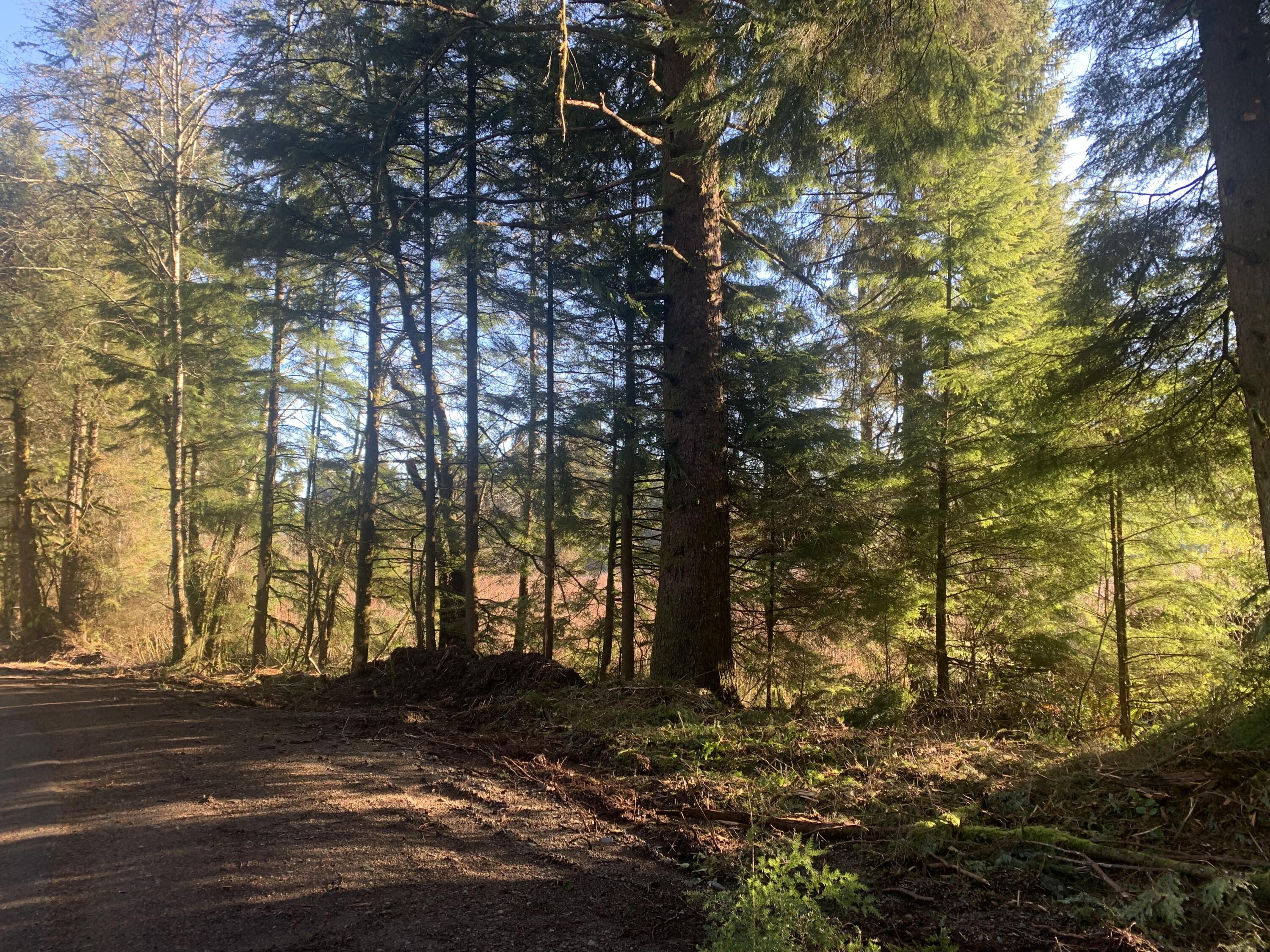 Sutton Creek Tillamook, OR 97141 - Photo 2 of 5 IMG-0813