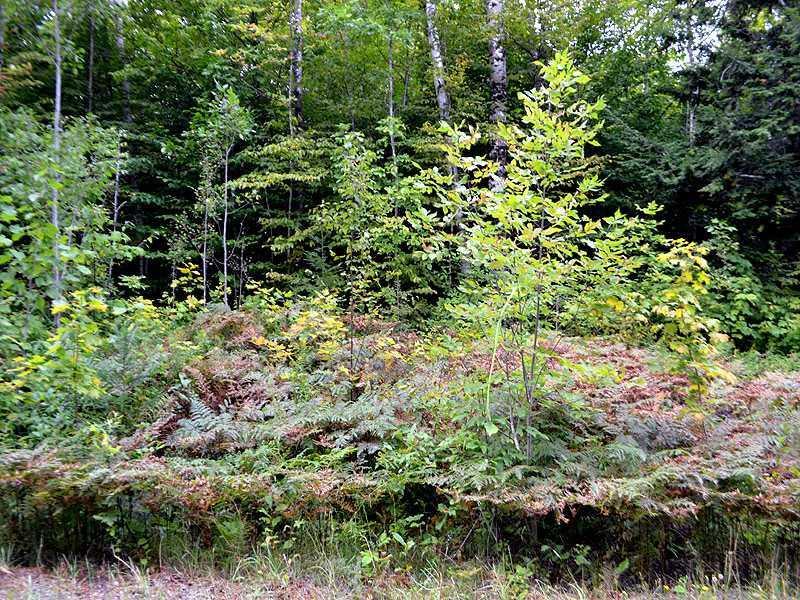 Lot 5 Baker Ridge Road Danforth, ME 04424 - Photo 16 of 21 Land.