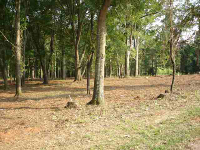 Lot 1 Ross Road Liberty, SC 29657 - Photo 1 of 5