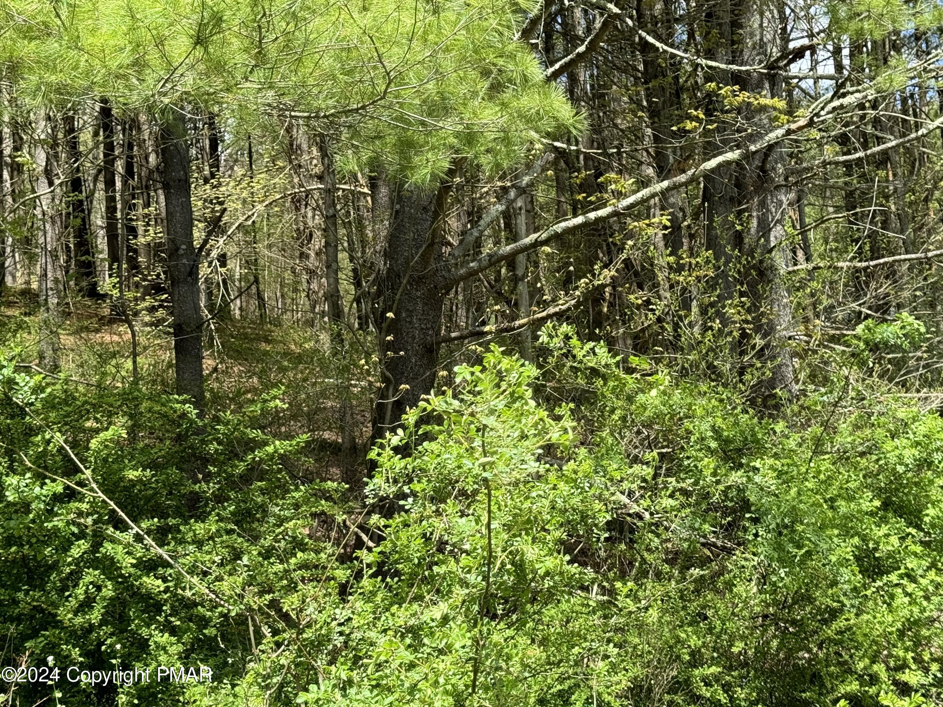 a view of a yard with a tree