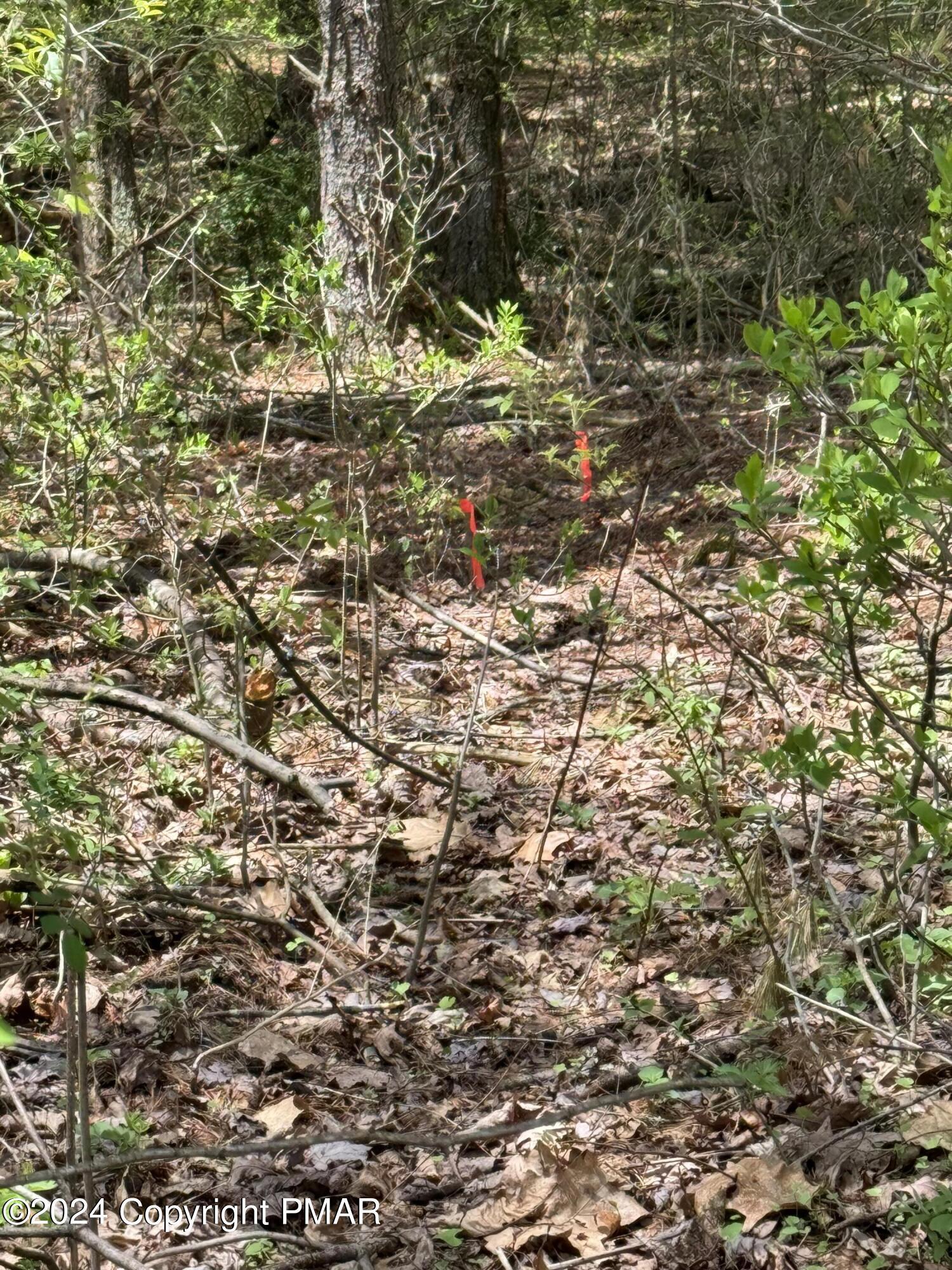 Haney Road Kunkletown, PA 18058 - Photo 7 of 9 a view of a tree