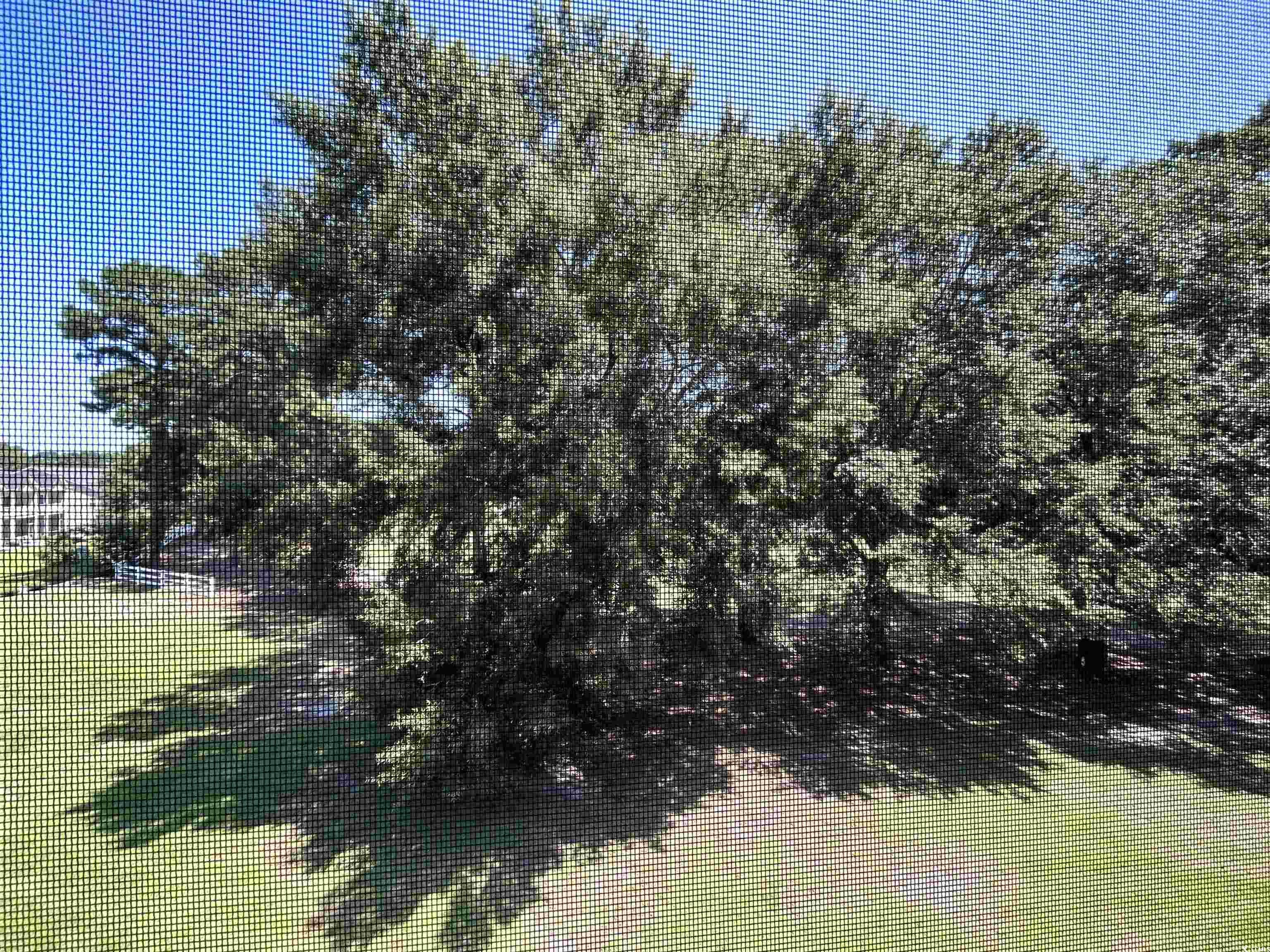 1525 Lanterns Rest Road, Unit 301 Myrtle Beach, SC 29579 - Photo 13 of 34 View of yard