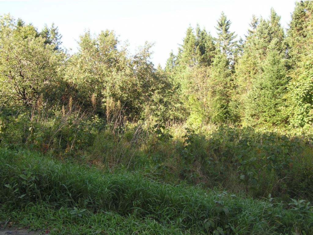 551 Taylor Road Greensboro, VT 05842 - Photo 5 of 8