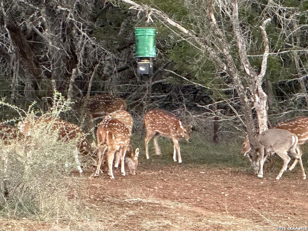 175 Pine Tree Road Medina, TX 78055 - Photo 32 of 34 a view of a yard