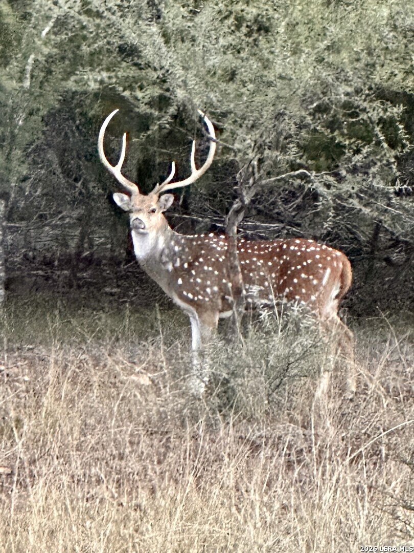 175 Pine Tree Road Medina, TX 78055 - Photo 33 of 34