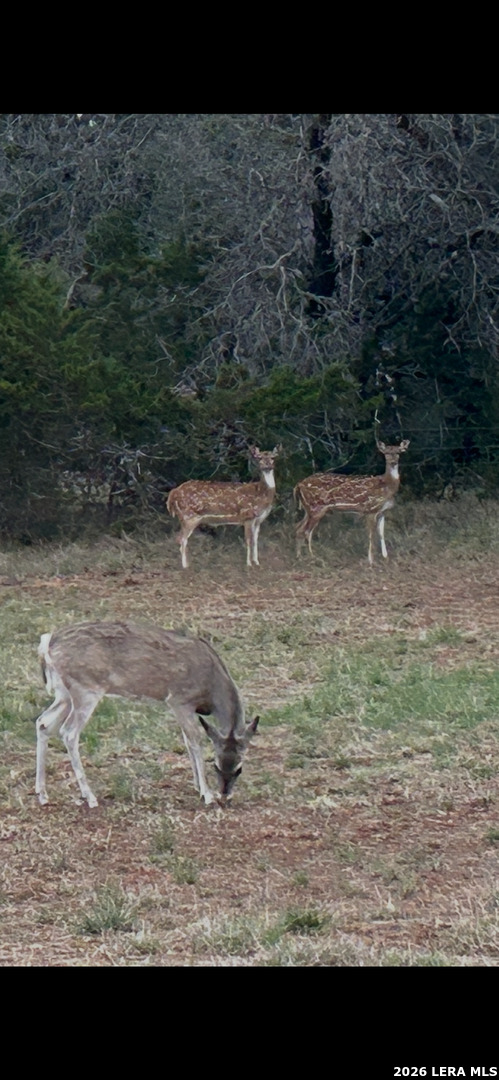 175 Pine Tree Road Medina, TX 78055 - Photo 34 of 34 a view of a backyard