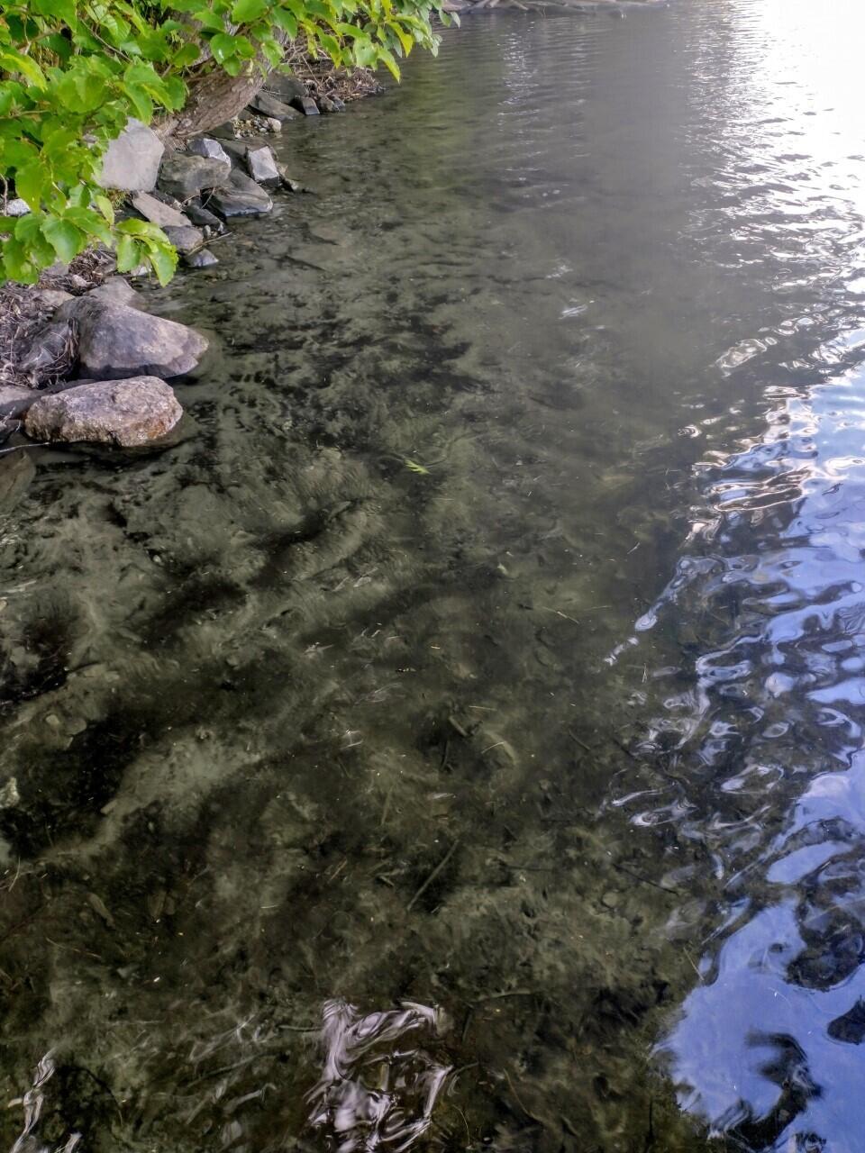 Lot 11 Herrin Woods Road Vienna, ME 04360 - Photo 4 of 19 2