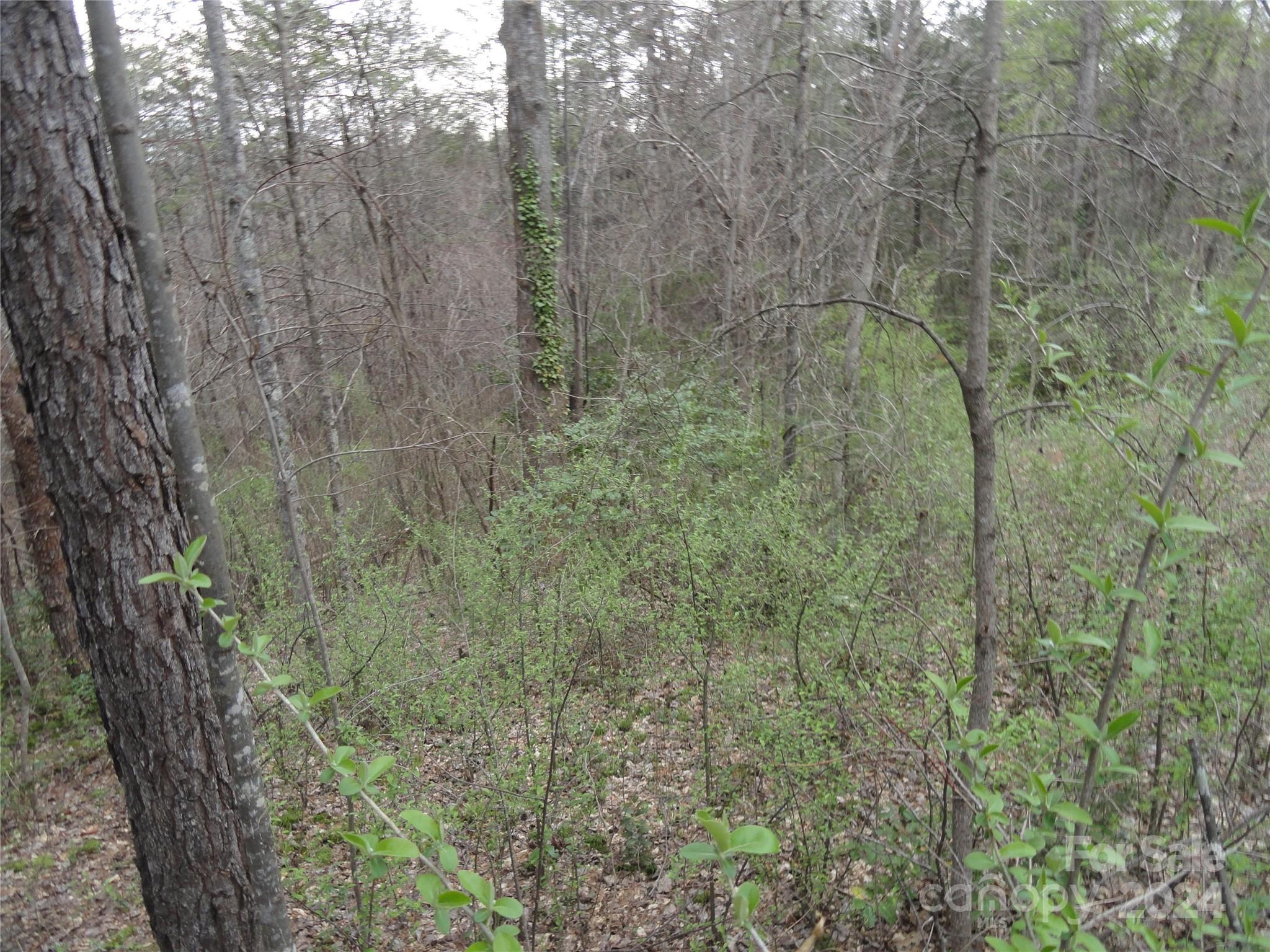 Tbd Mc Kinney Road Marion, NC 28752 - Photo 7 of 16 Gallery Image 7