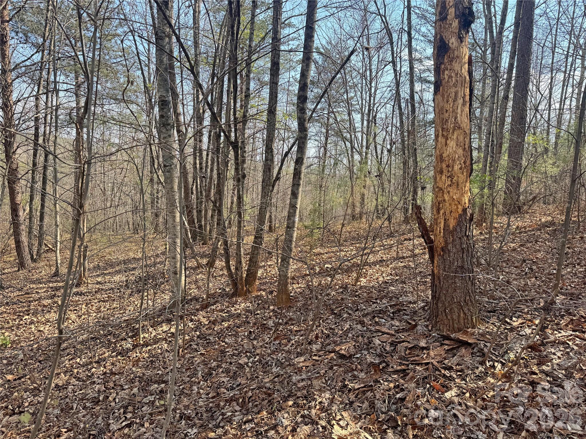 Vl Amberwood Place, Unit 17 Rutherfordton, NC 28139 - Photo 11 of 18 a view of a yard with trees