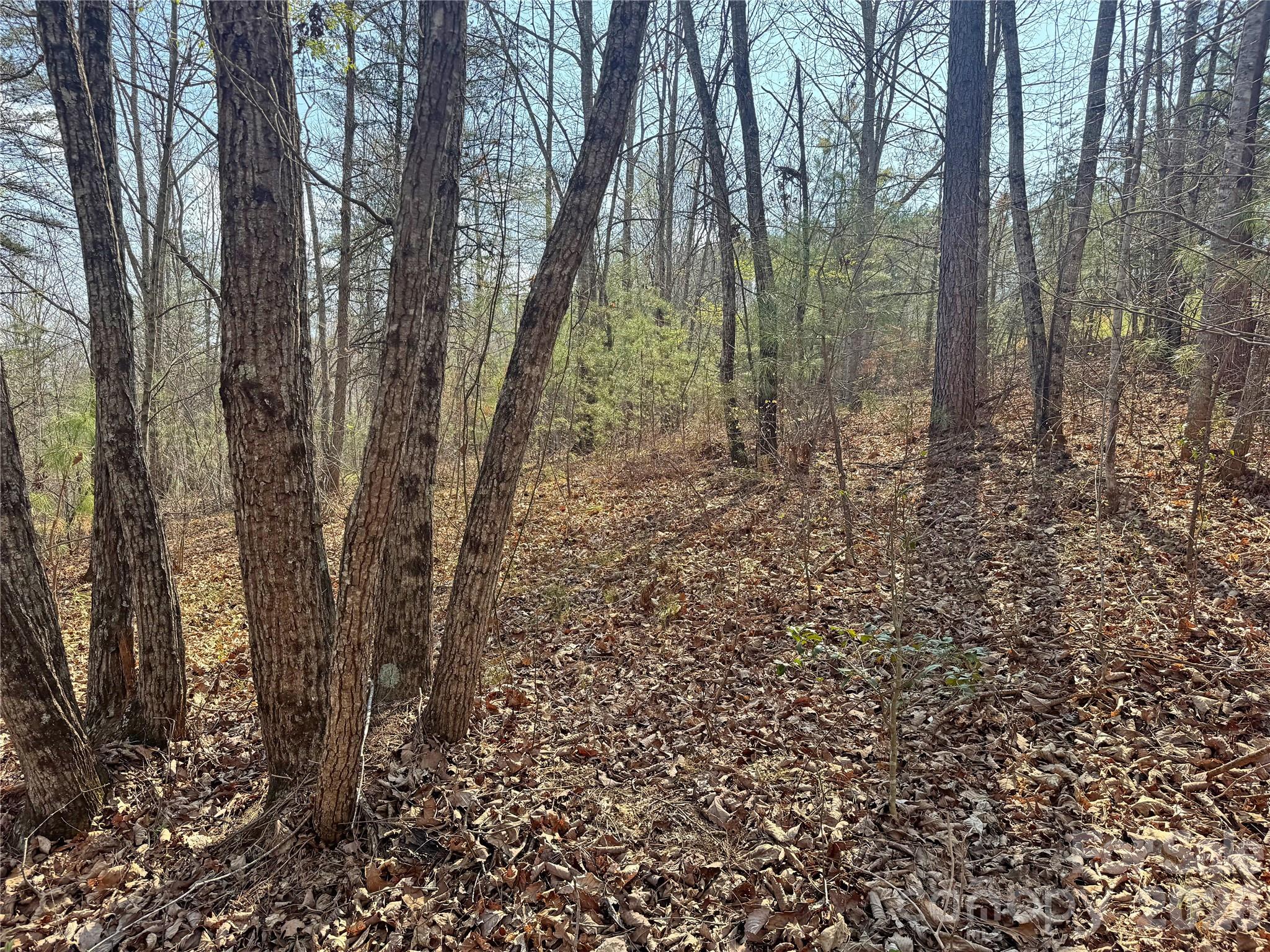 Vl Amberwood Place, Unit 17 Rutherfordton, NC 28139 - Photo 13 of 18 a view of a forest with lots of trees
