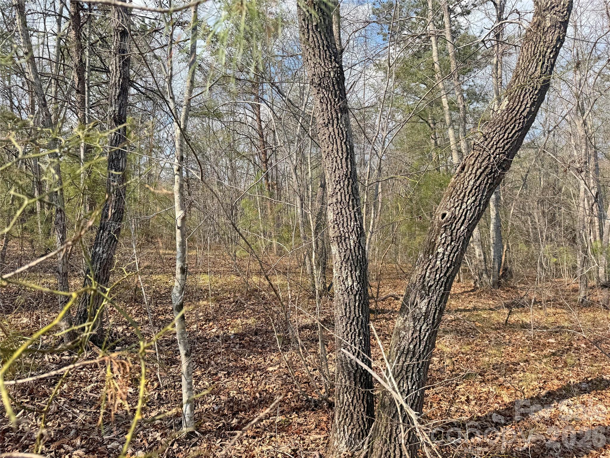 Vl Amberwood Place, Unit 17 Rutherfordton, NC 28139 - Photo 16 of 18 a picture of tree