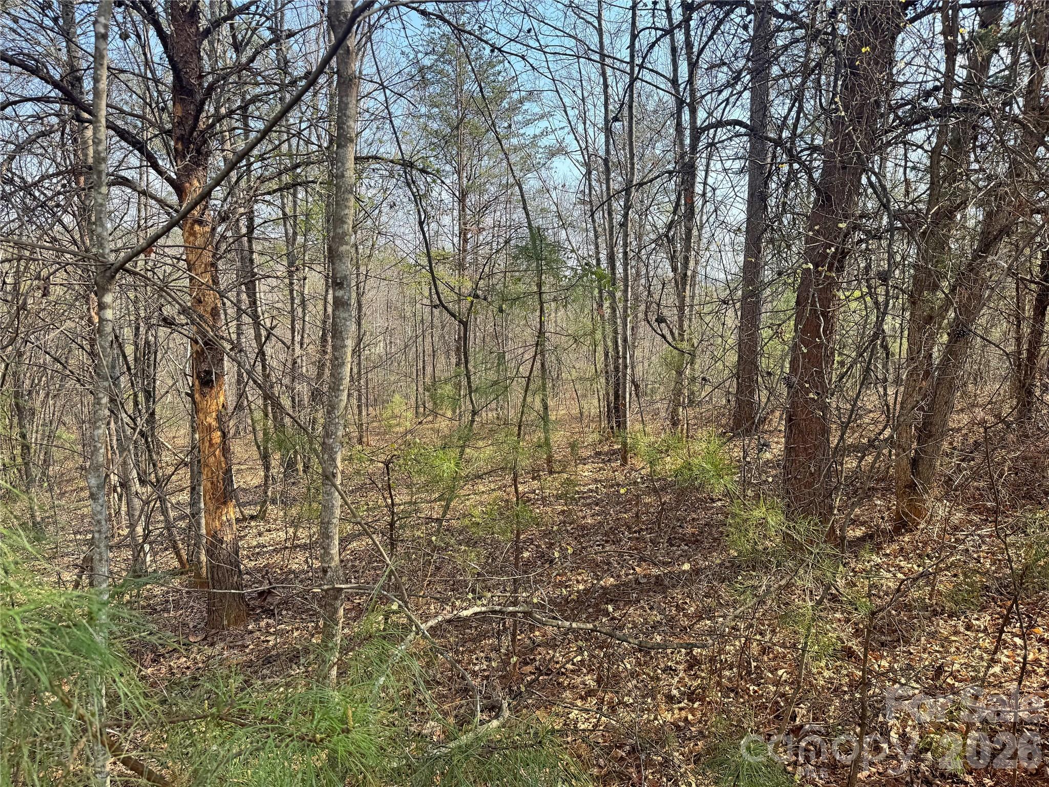 Vl Amberwood Place, Unit 17 Rutherfordton, NC 28139 - Photo 9 of 18 a backyard of a house with lots of plants and large trees