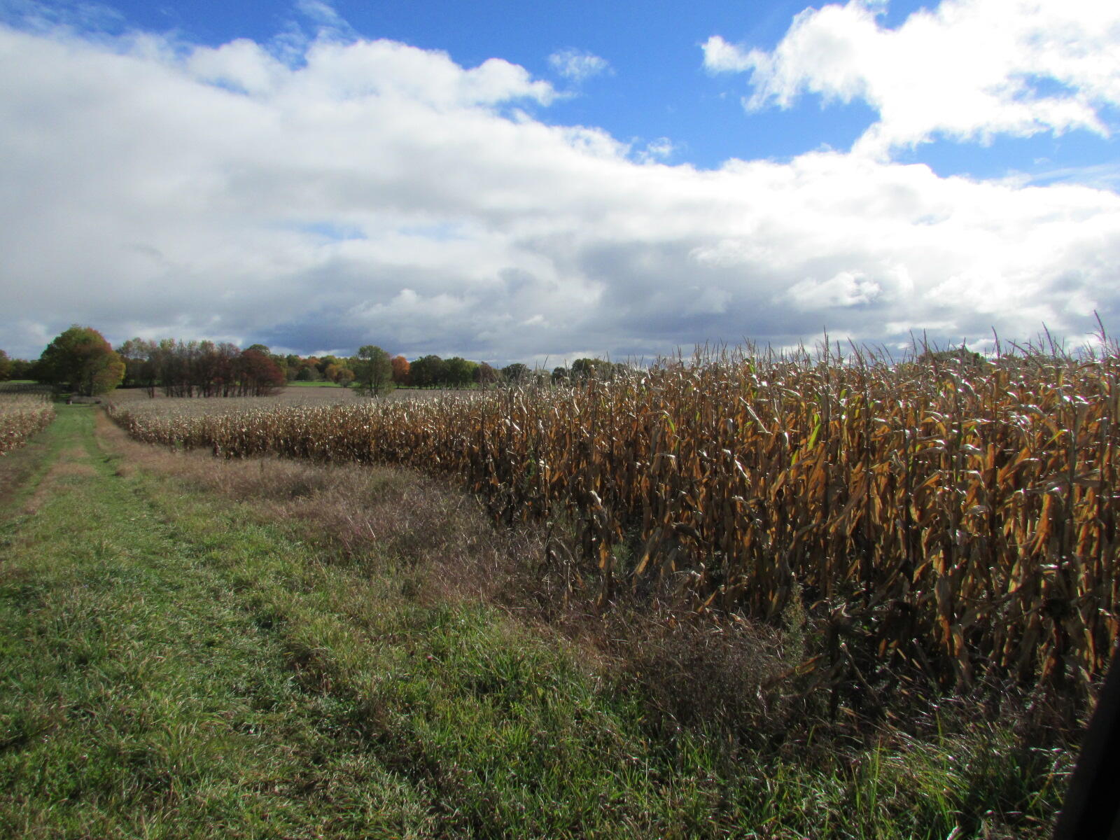 0000 Briggs Road Stanton, MI 48888 - Photo 9 of 16 IMG_7316