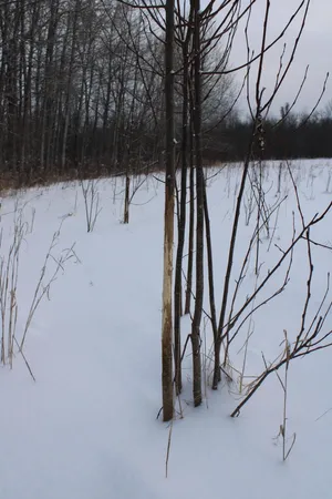 $349,900 | 2616 Wickes Road, West Branch, MI 48661