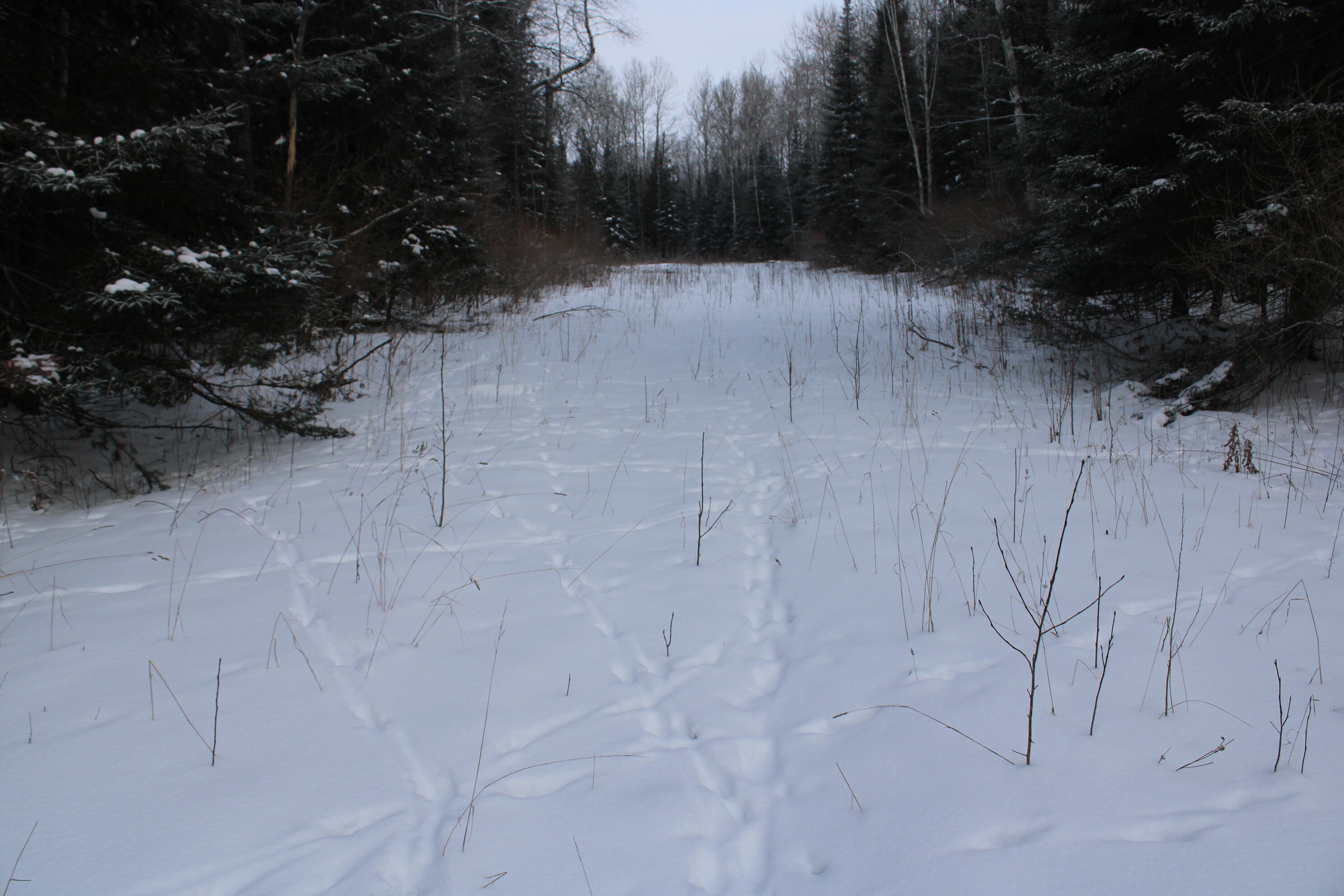 2616 Wickes Road West Branch, MI 48661 - Photo 64 of 84 IMG_5449