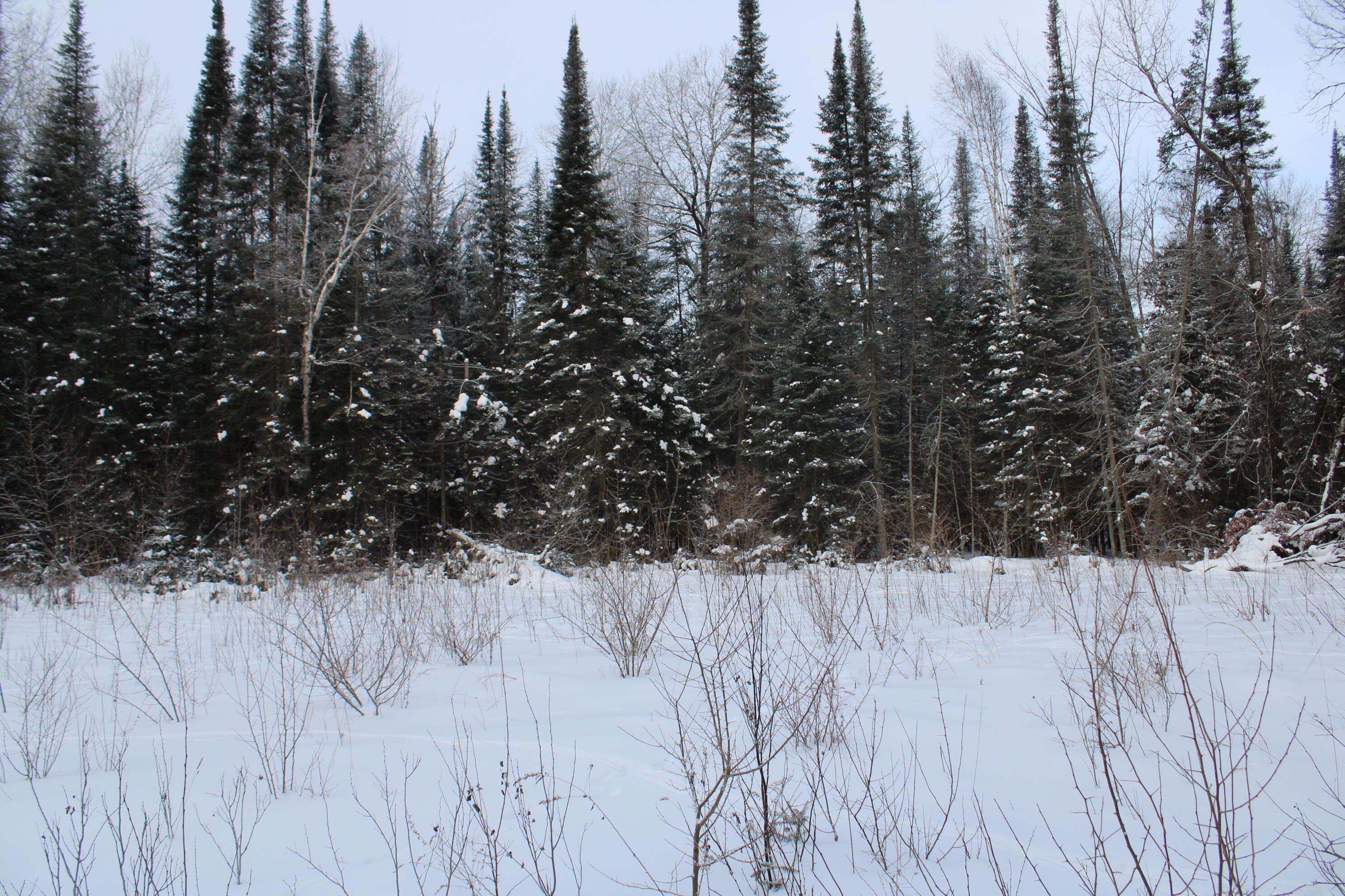 2616 Wickes Road West Branch, MI 48661 - Photo 67 of 84 IMG_5452