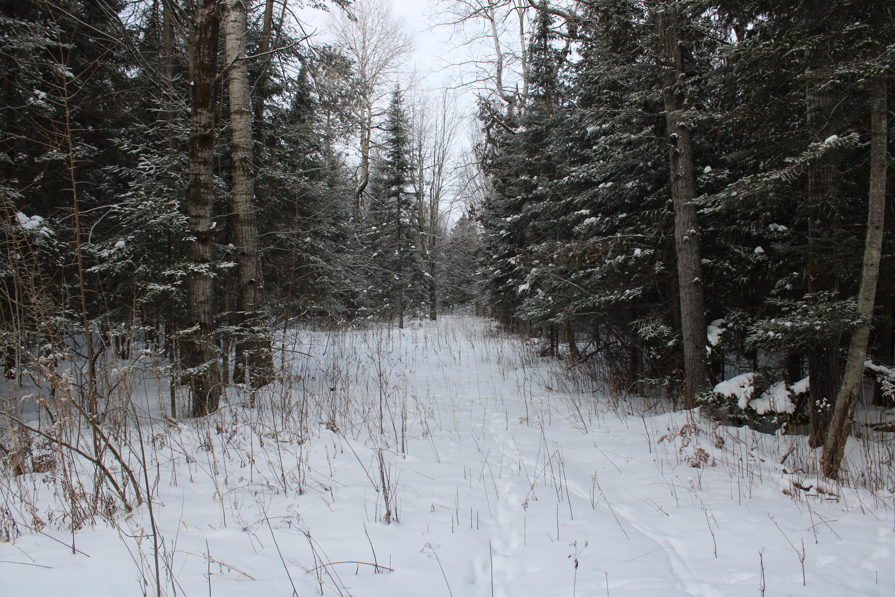 2616 Wickes Road West Branch, MI 48661 - Photo 69 of 84 IMG_5454