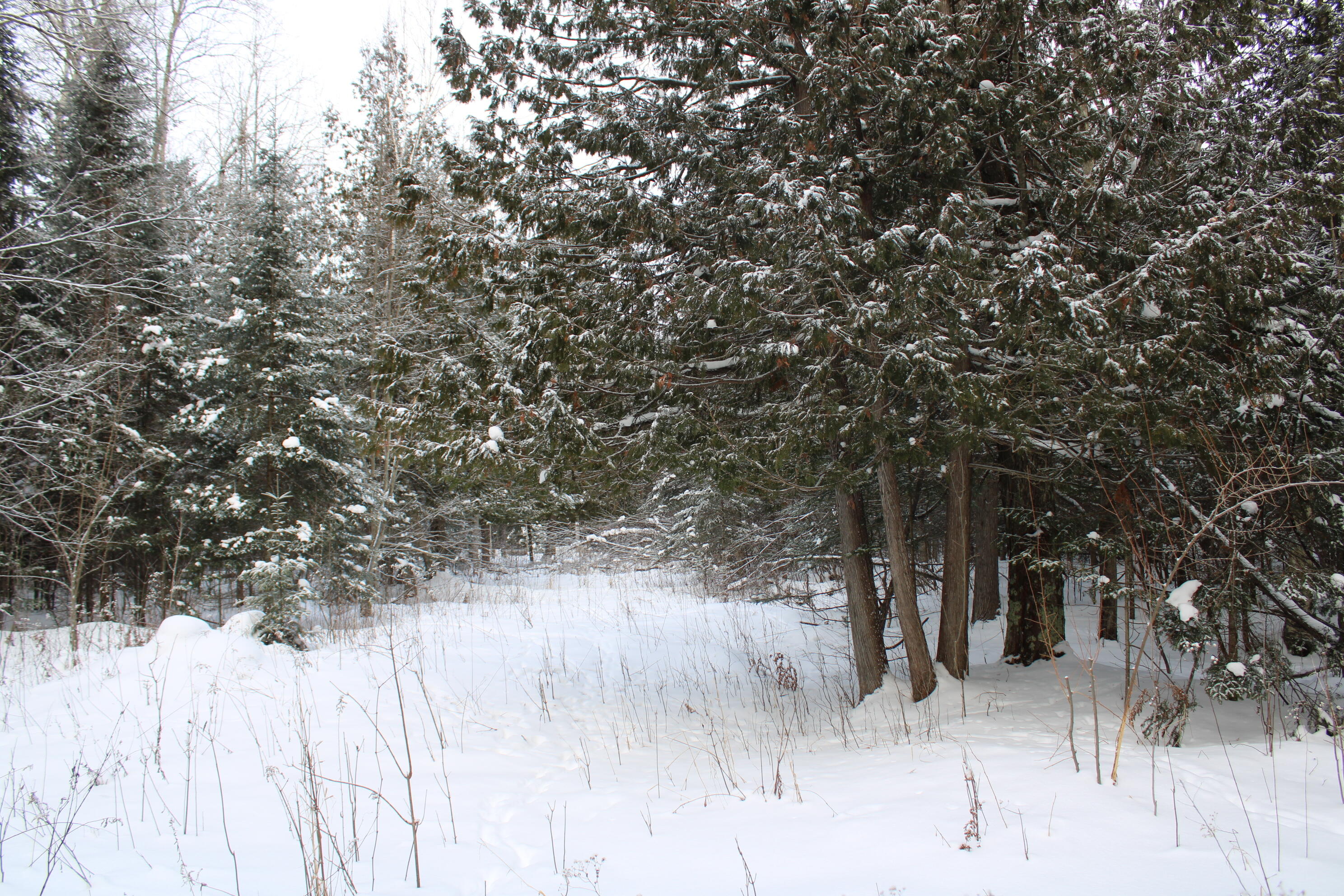 2616 Wickes Road West Branch, MI 48661 - Photo 70 of 84 IMG_5455