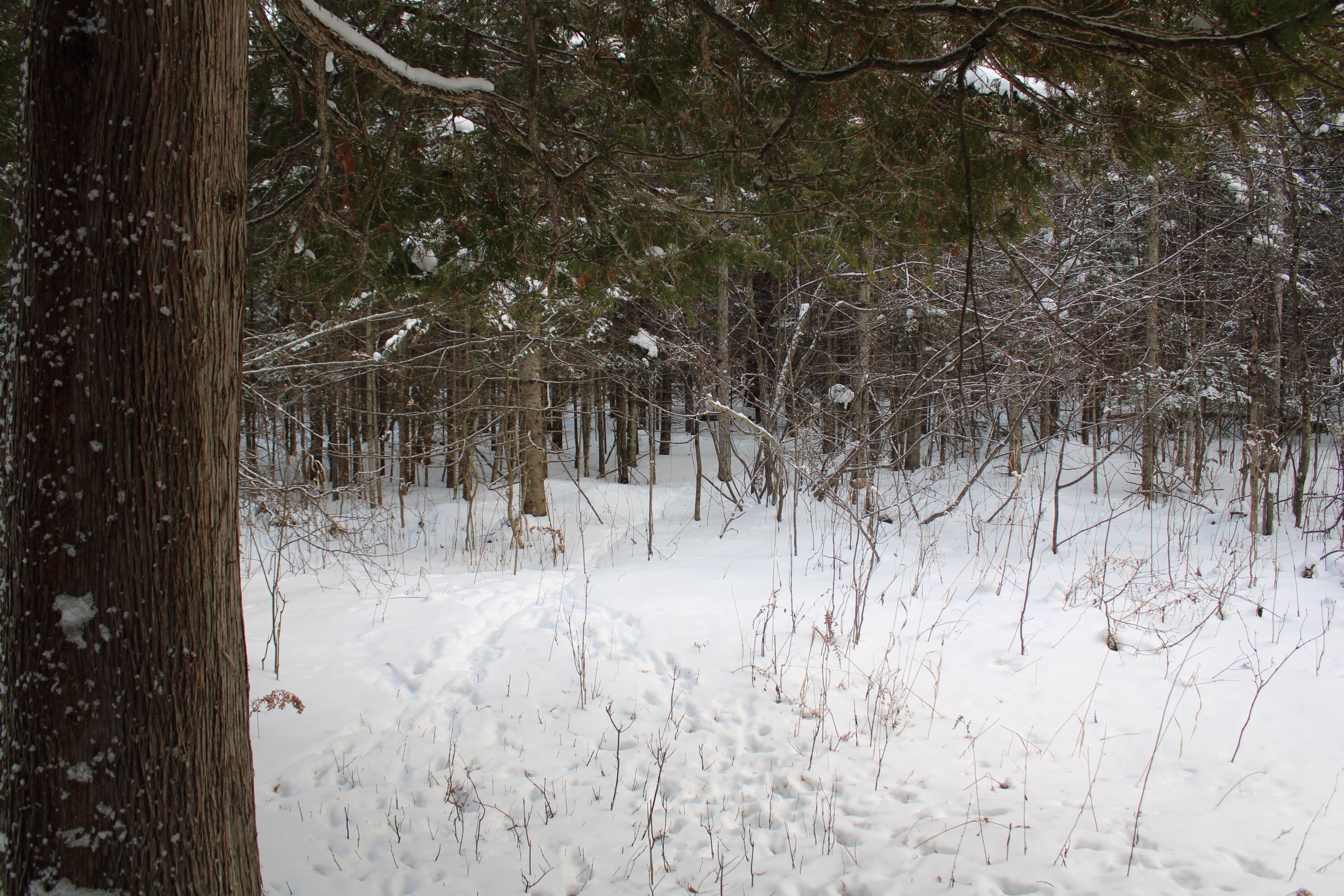 2616 Wickes Road West Branch, MI 48661 - Photo 71 of 84 IMG_5456