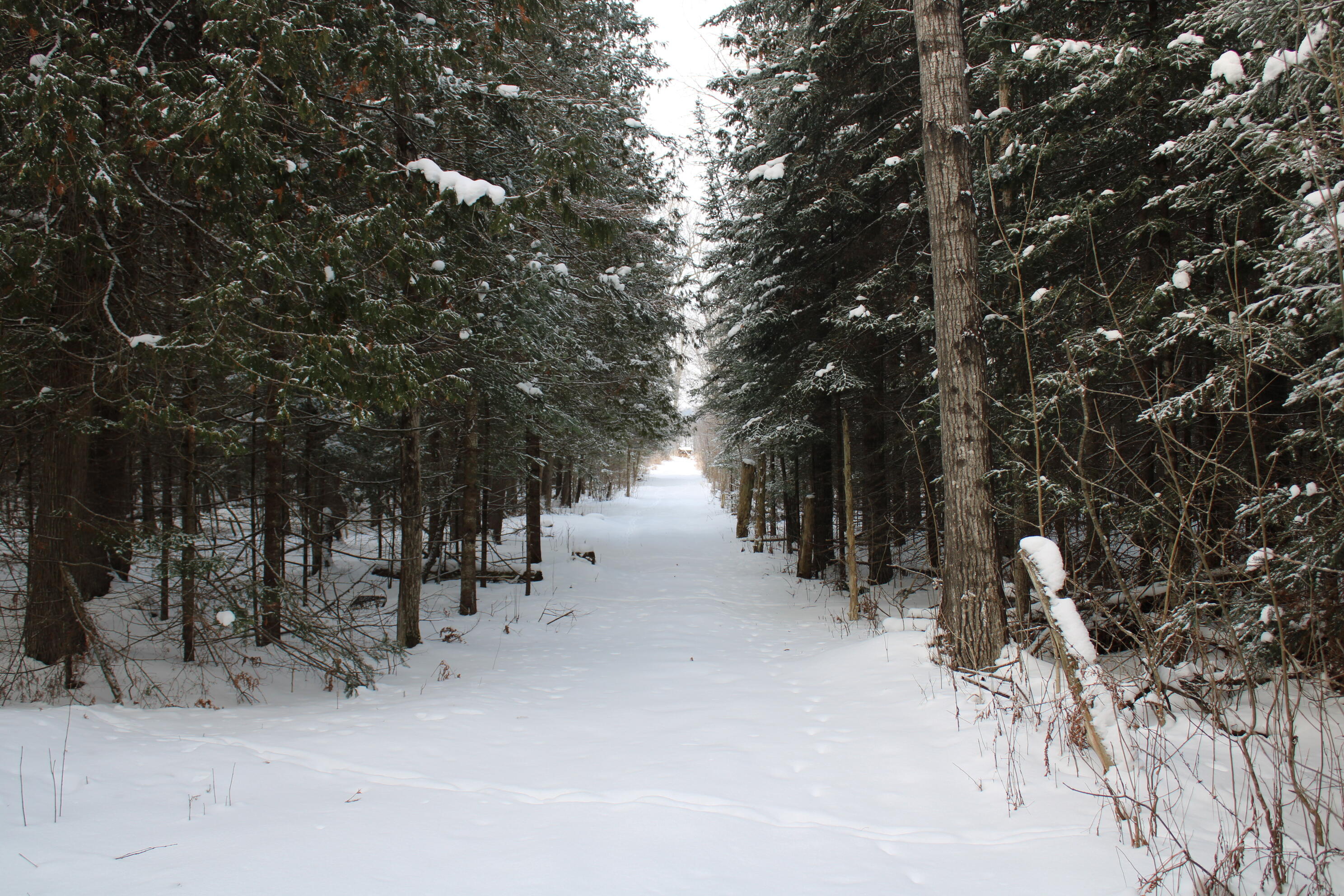 2616 Wickes Road West Branch, MI 48661 - Photo 74 of 84 IMG_5459