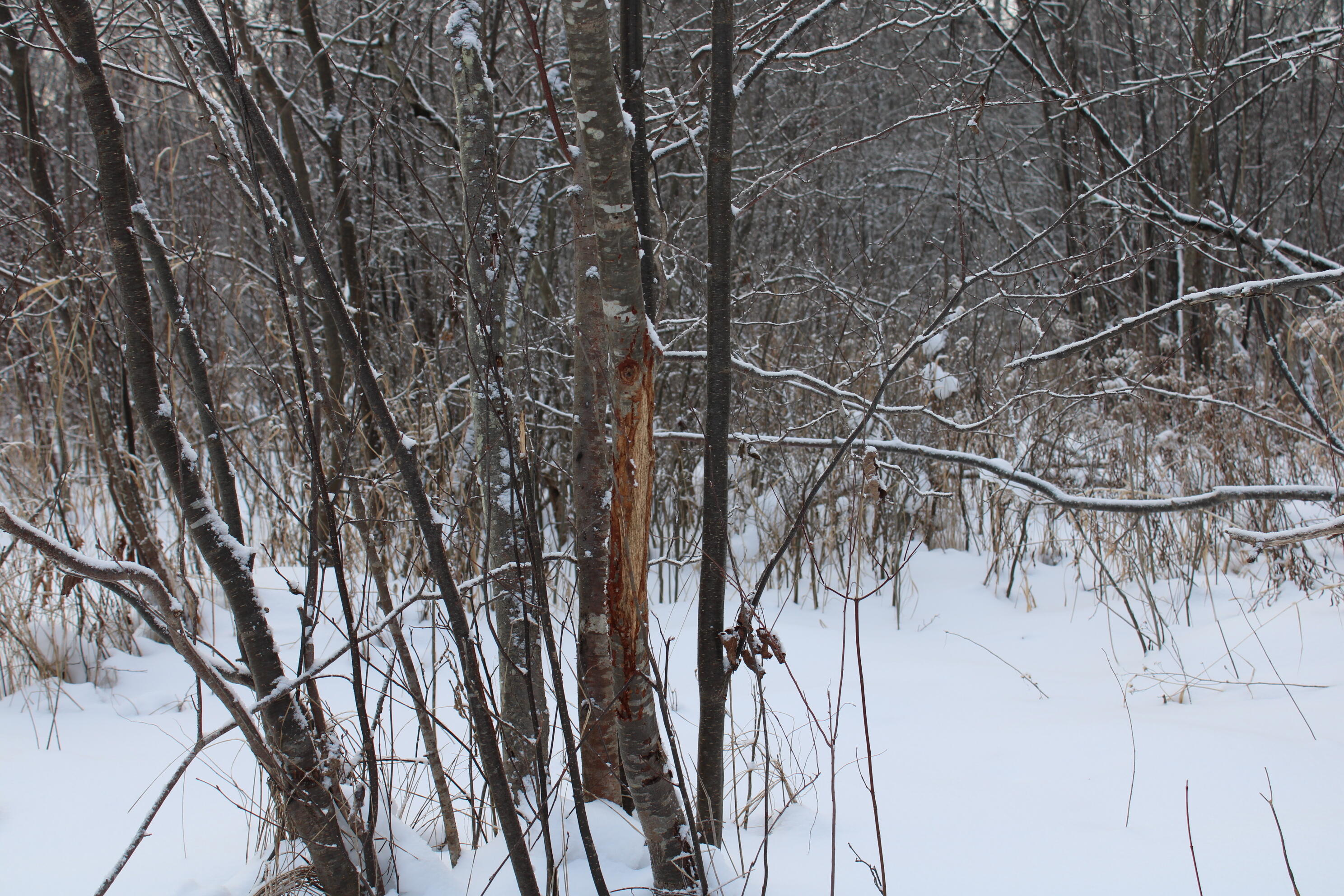 2616 Wickes Road West Branch, MI 48661 - Photo 77 of 84 IMG_5462