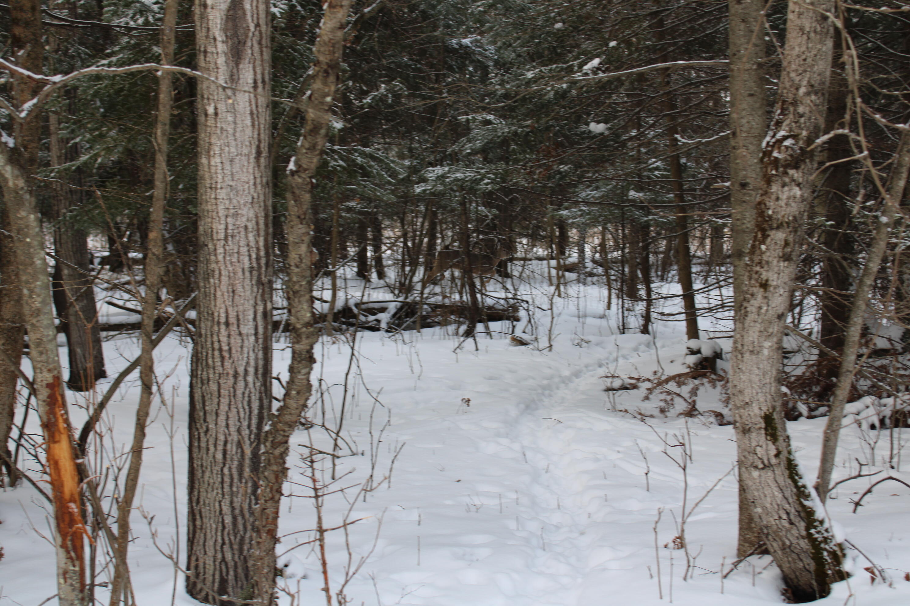 2616 Wickes Road West Branch, MI 48661 - Photo 81 of 84 IMG_5470