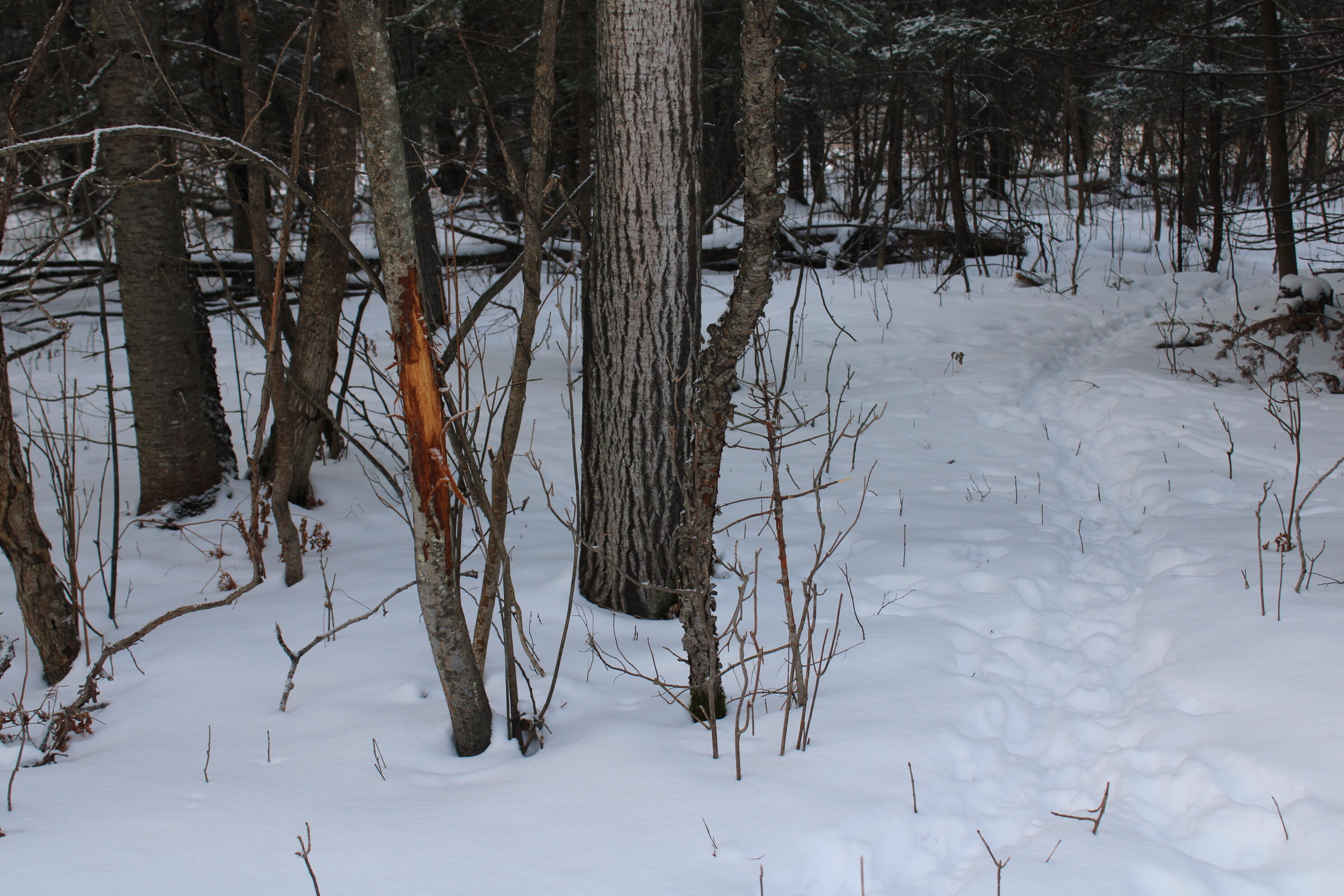 2616 Wickes Road West Branch, MI 48661 - Photo 82 of 84 IMG_5471