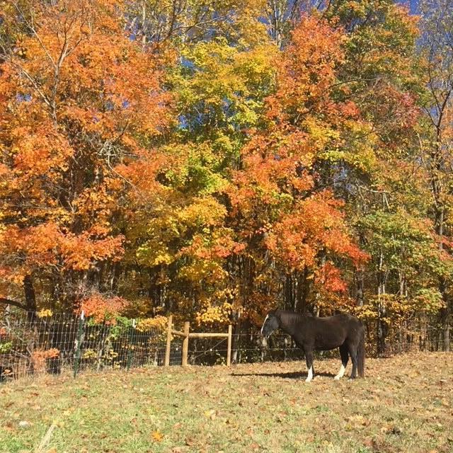 505 Huel Hoyle Road Flag Pond, TN 37657 - Photo 31 of 44 IMG_0279