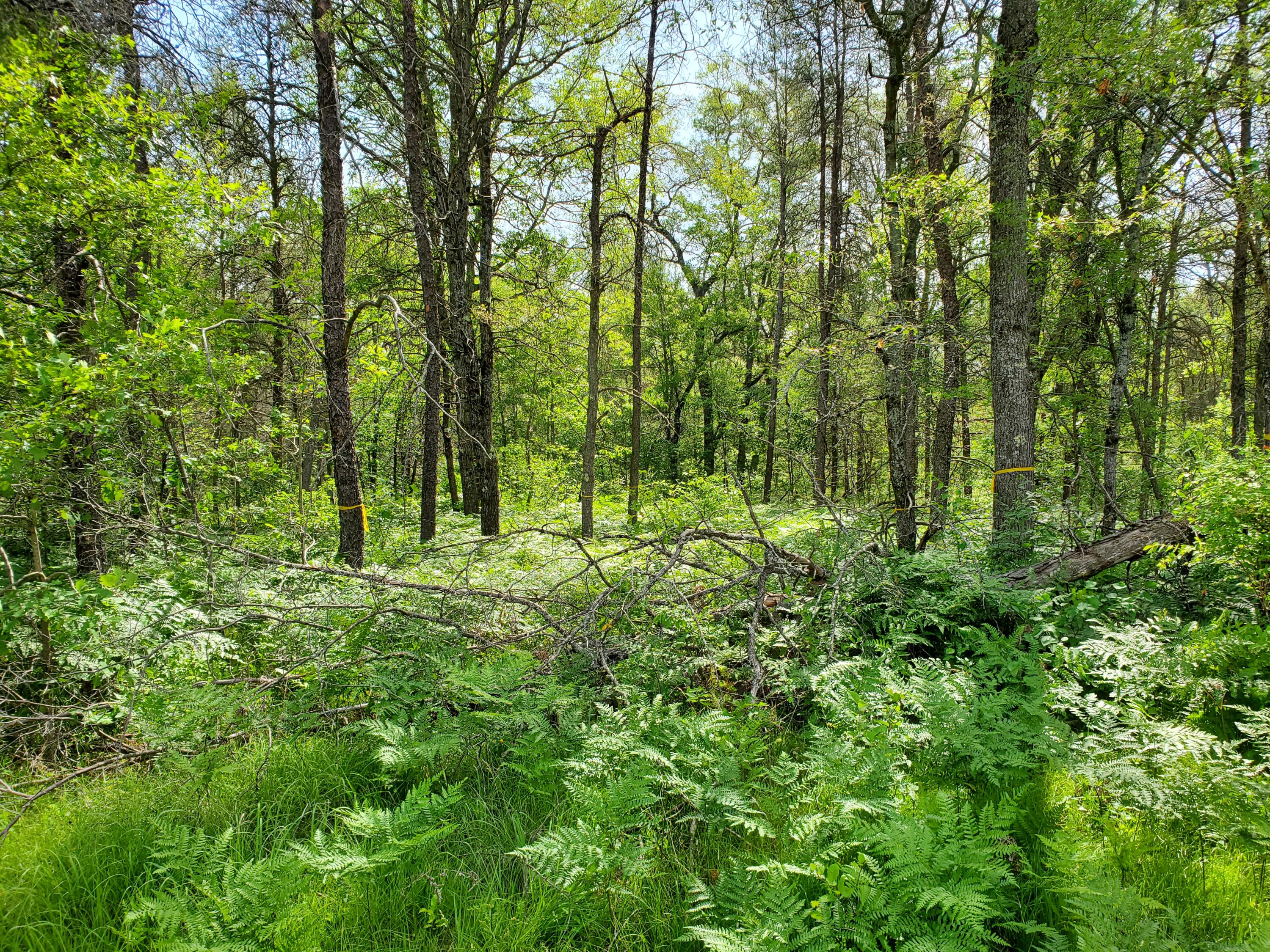 South Nelson Road Idlewild, MI 49642 - Photo 2 of 5 20220625_104440
