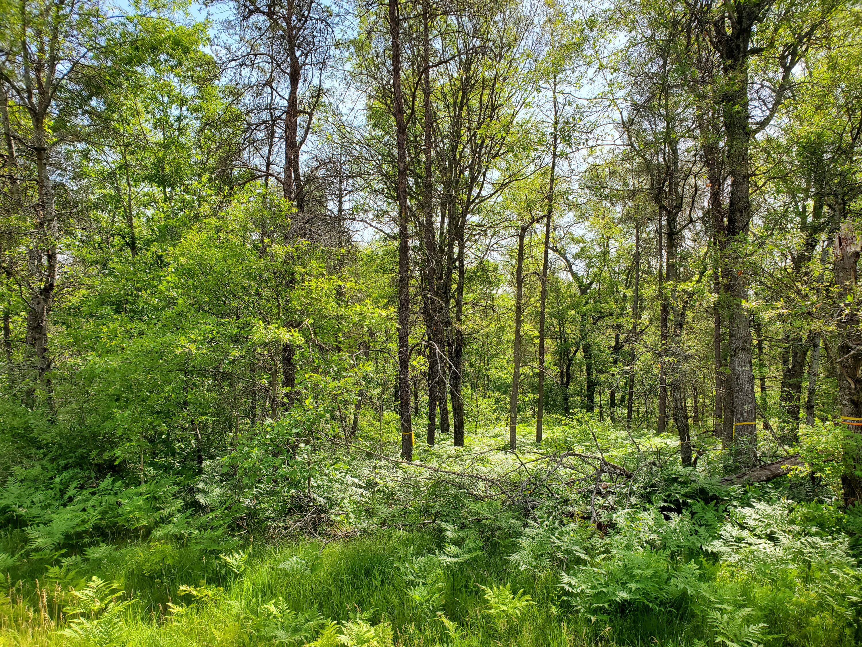 South Nelson Road Idlewild, MI 49642 - Photo 3 of 5 20220625_104450