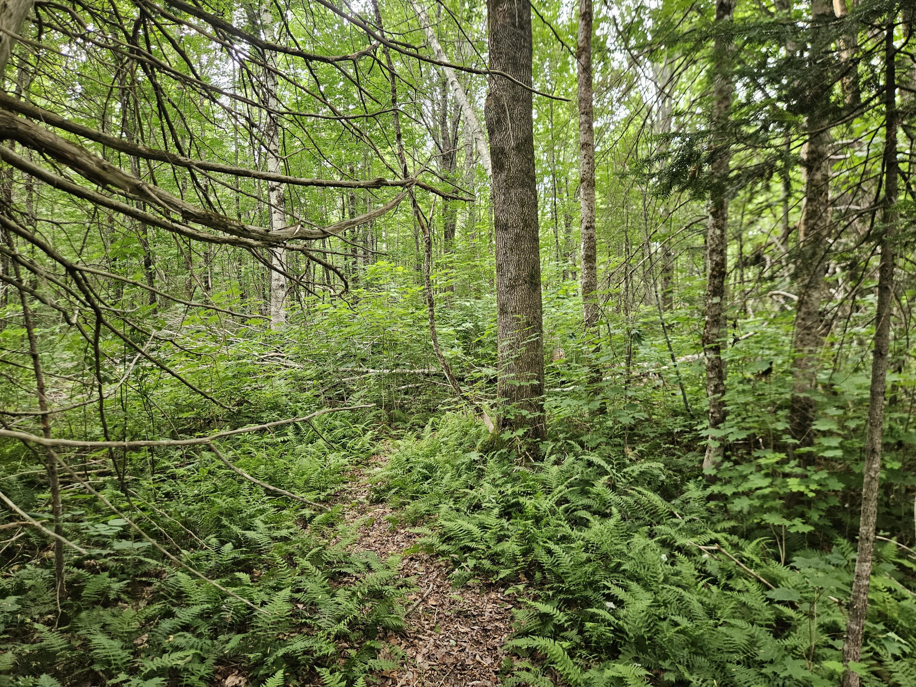 10 Moosehorn Road Abbot, ME 04406 - Photo 29 of 35 20260716_095326