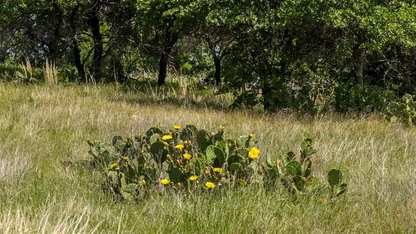 $600,000 | 126 County Road 126, Gordon, TX 76453