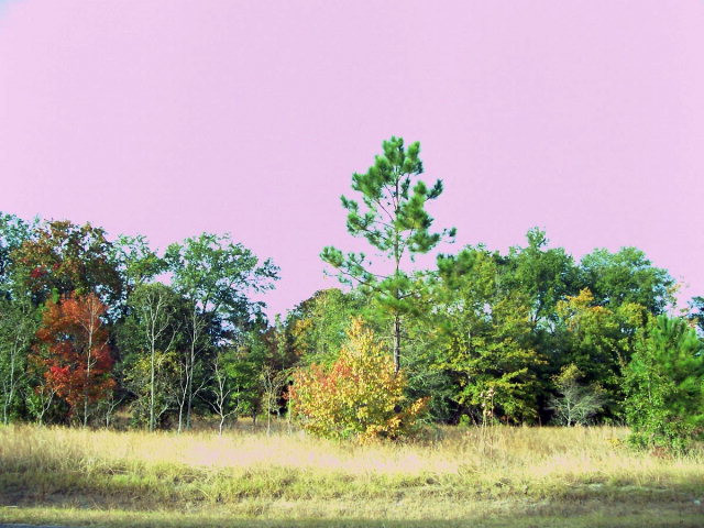 Lot 3 Cedar Road Windsor, SC 29856 - Photo 1 of 1
