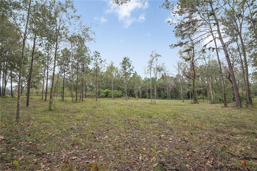 0 Quaglino Road Folsom, LA 70437 - Photo 3 of 8 Gallery Image 3