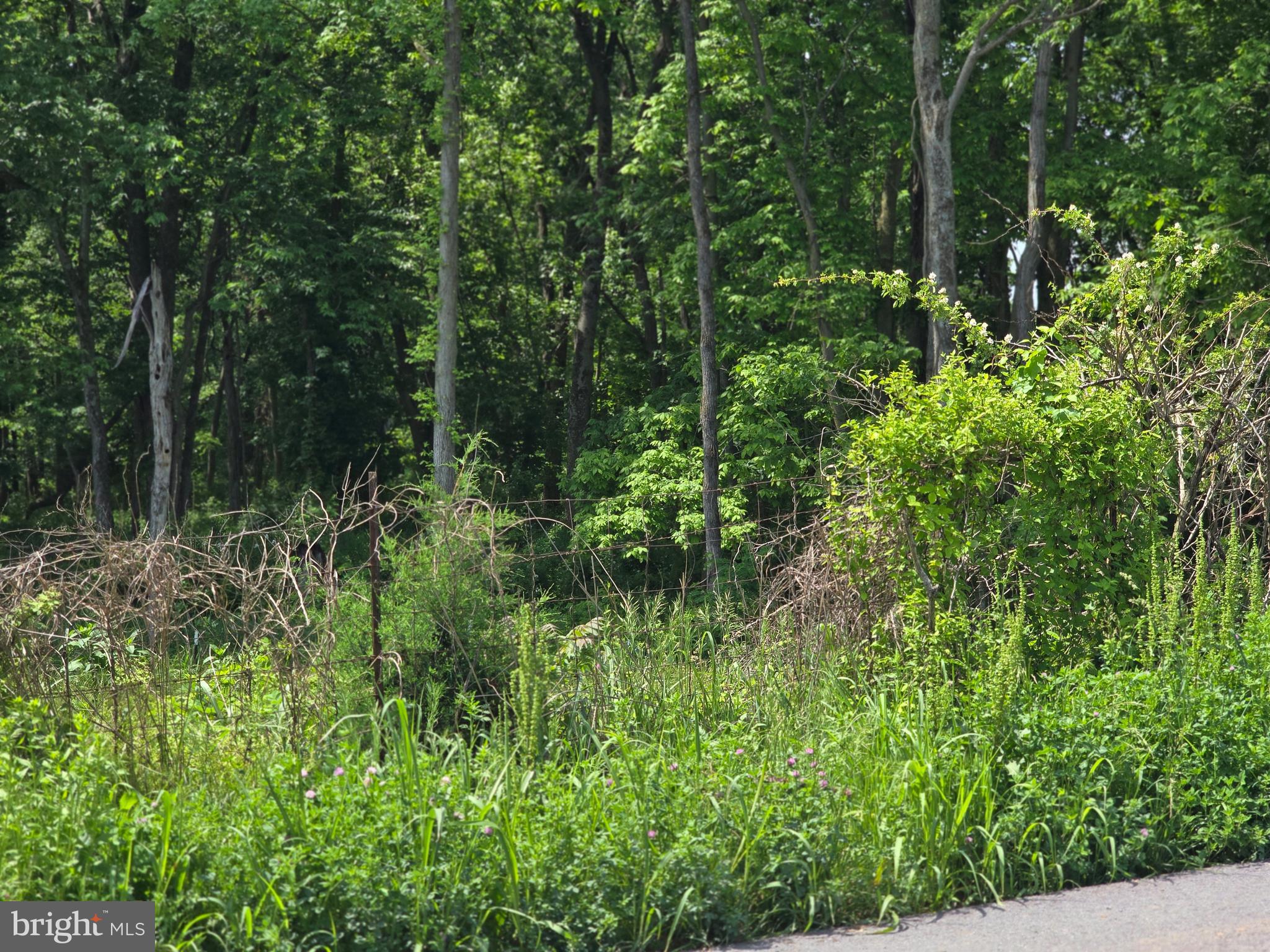 Lewisville Rd Summit Point Summit Point, WV 25446 - Photo 6 of 29 a view of a forest with lots of trees
