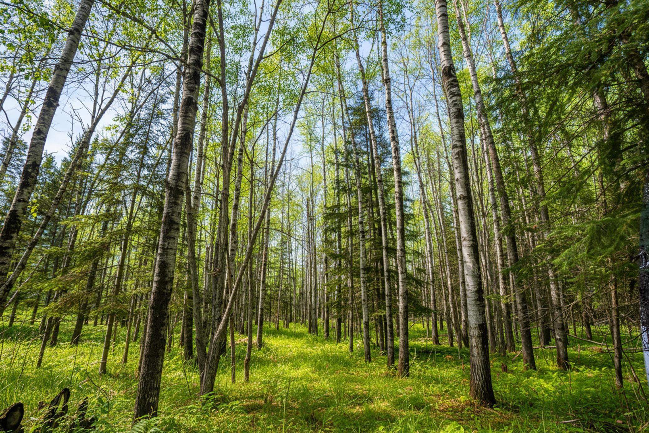 0 Bass Lake Road Gilbert, MN 55741 - Photo 26 of 41