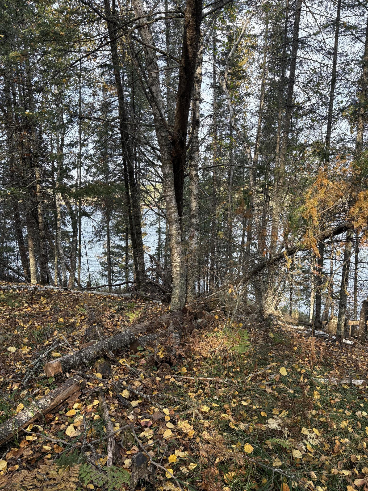 0 Bass Lake Road Gilbert, MN 55741 - Photo 33 of 41